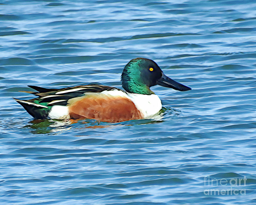 Painted Northern Shoveler Photograph by Kathy M Krause