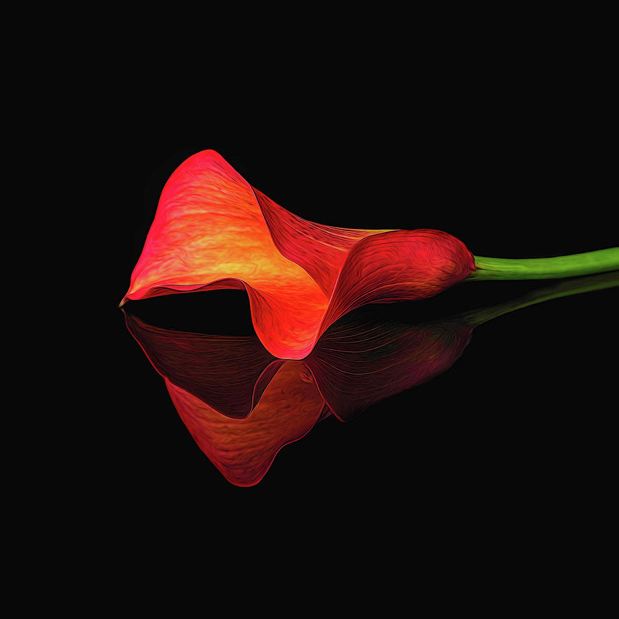 Painted Orange Calla Lily Digital Art by Michelle Whitmore