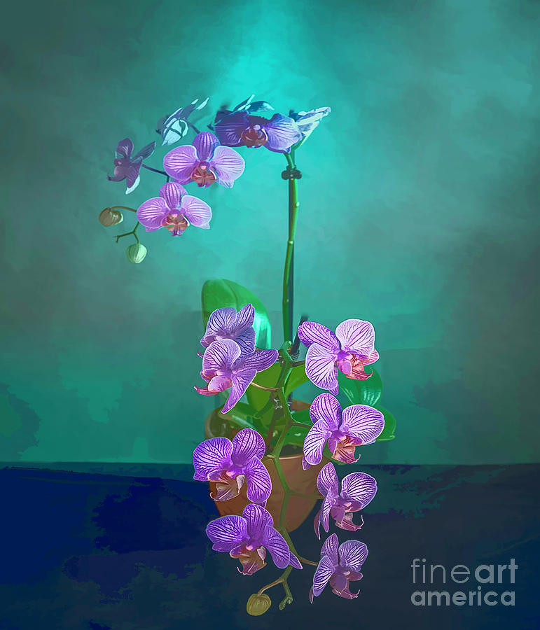 Painted Orchids Photograph