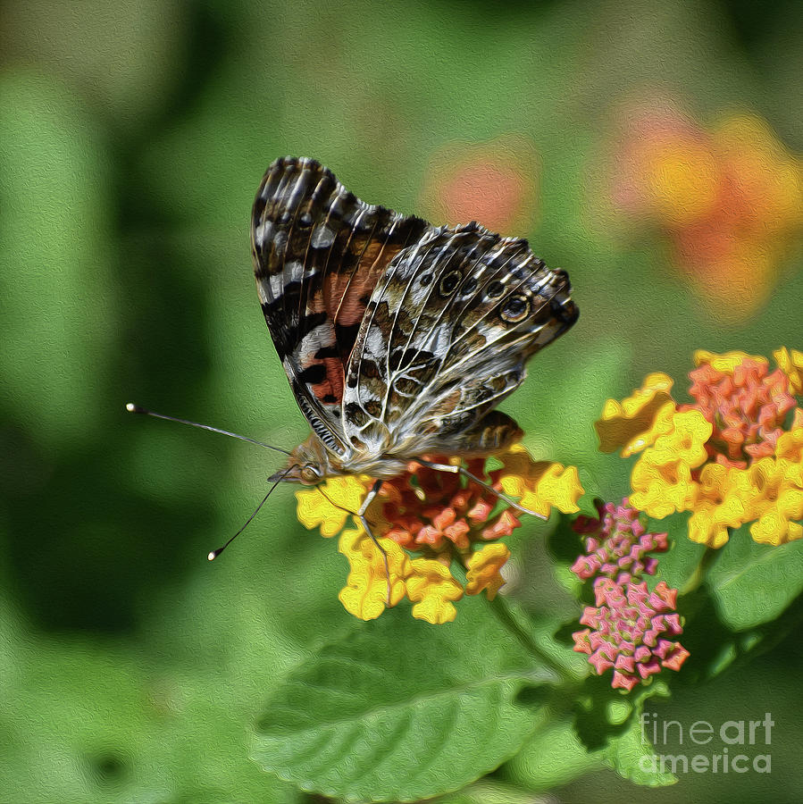 Animal Photograph - Painted, Painted Lady by Skip Willits