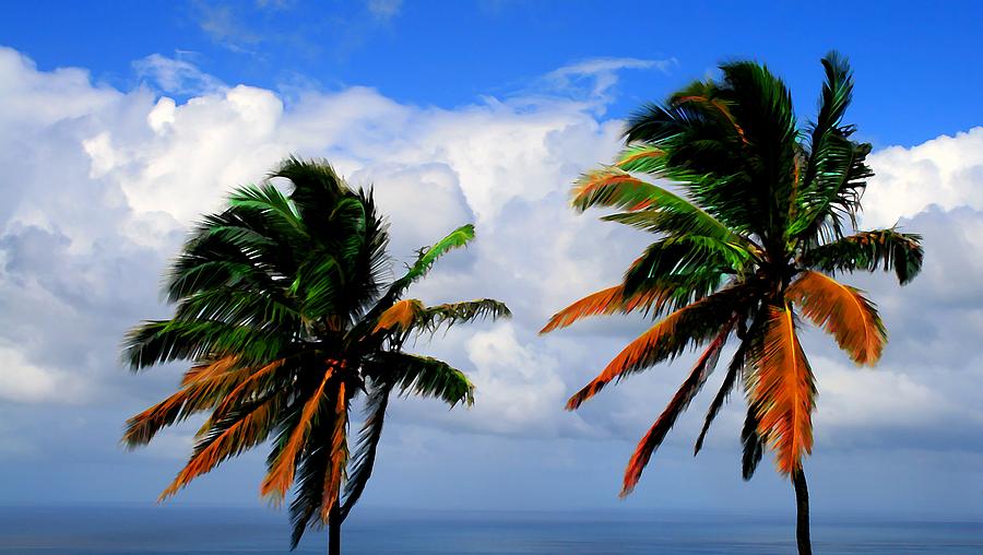 Painted Palm trees Photograph by Perry Webster