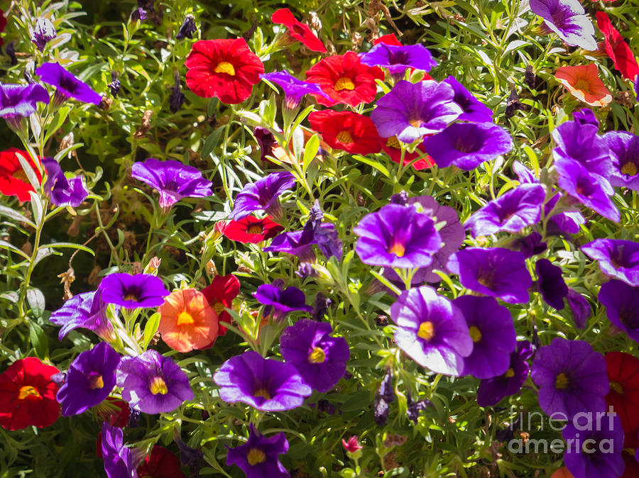 Painted Pansies Photograph by Bob and Nancy Kendrick