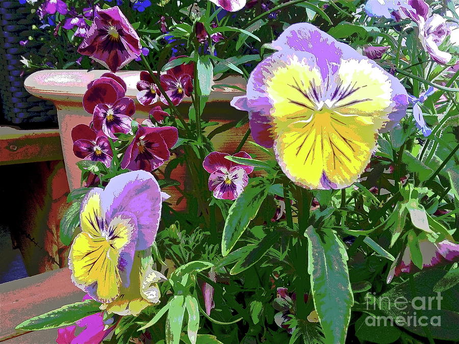 Painted Pansies Photograph by Linda Bianic