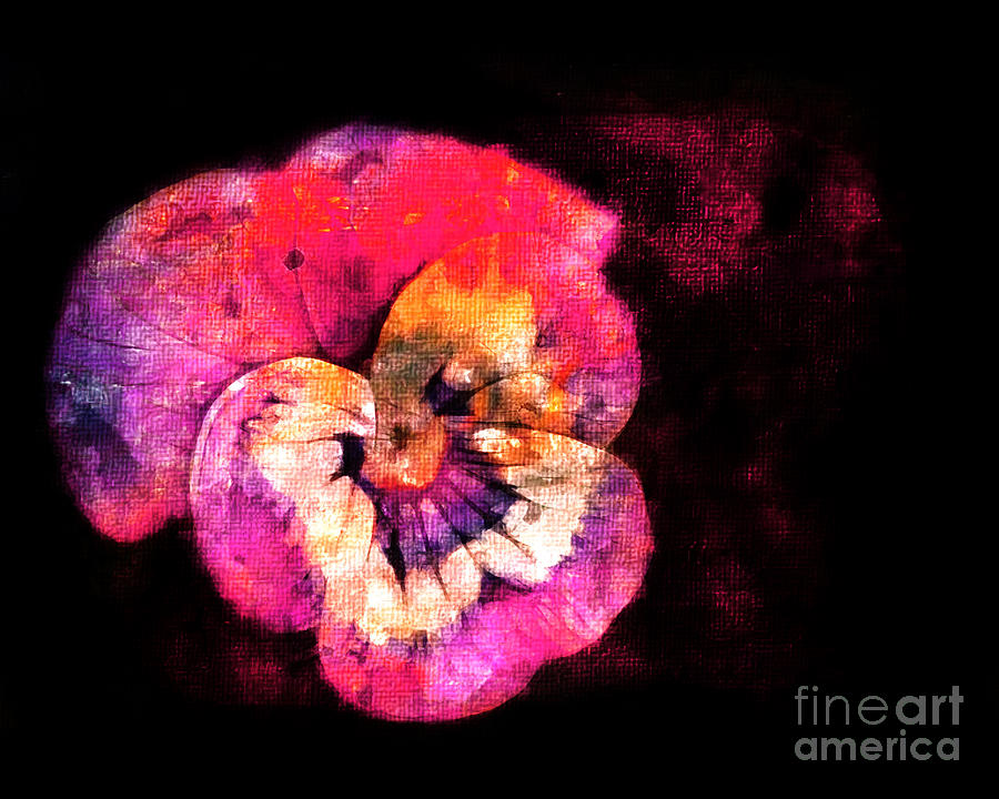 Painted Pansy Photograph by Judi Bagwell