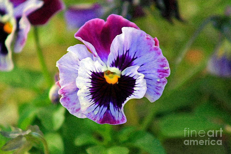 Painted Pansy Photograph by Karen Adams