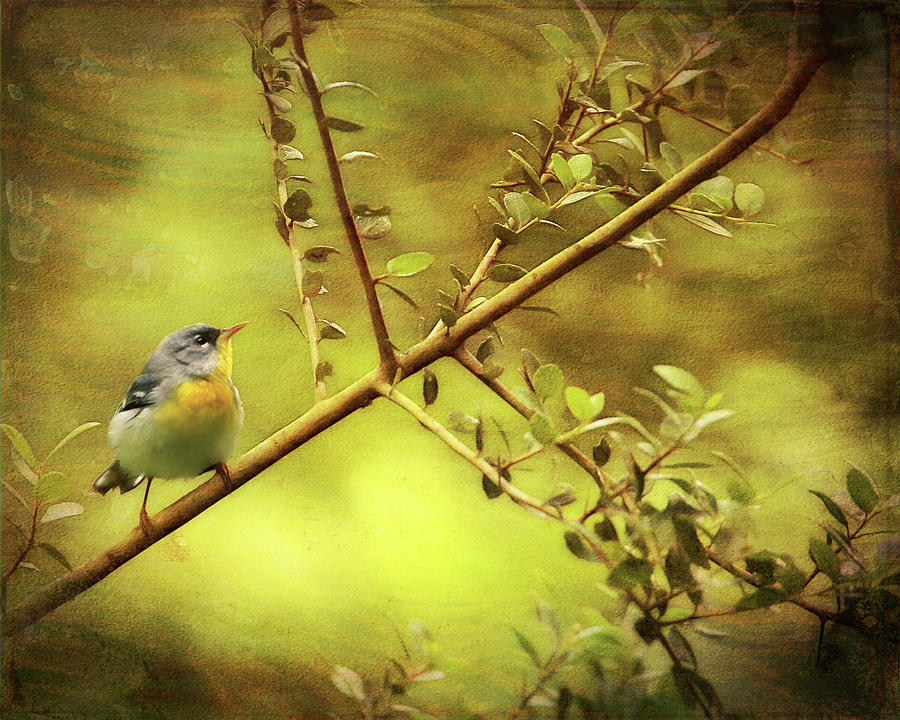 Painted Parula Photograph by Judy Vincent