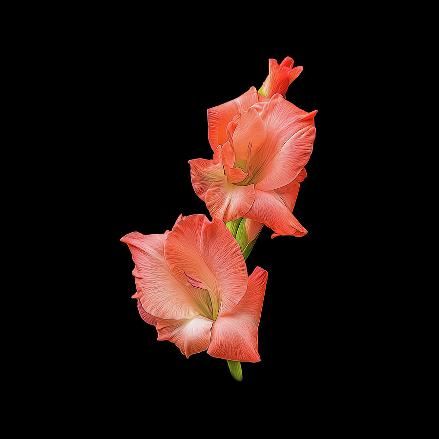 Painted Peach Gladioli  Digital Art by Michelle Whitmore