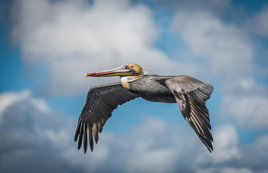 Painted Pelican Photograph by David Downs