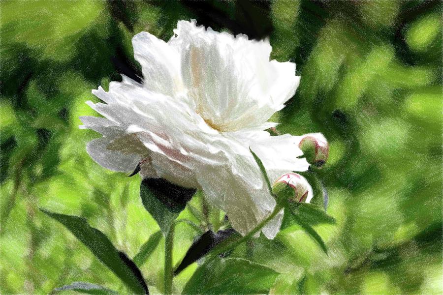 Painted Peony Photograph