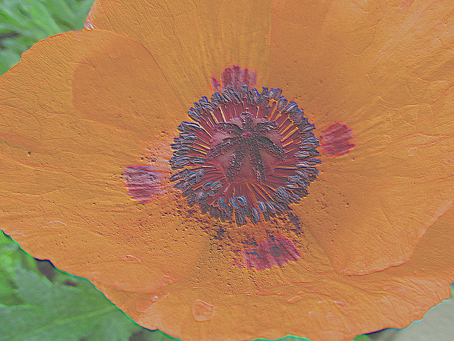 Magnolia Movie Photograph - Painted Poppy by Tina M Wenger