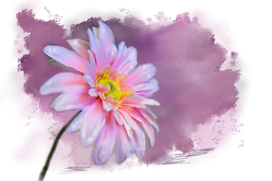 Painted Pink Beauty Photograph by Mary Timman