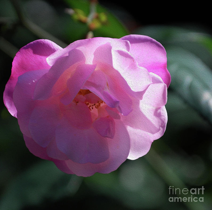 Painted Pink Camelia Photograph by Skip Willits