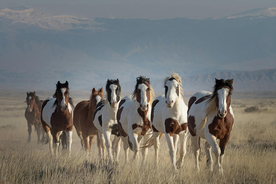 Wildlife Photograph - Painted Ponies #2 by Sandy Sisti