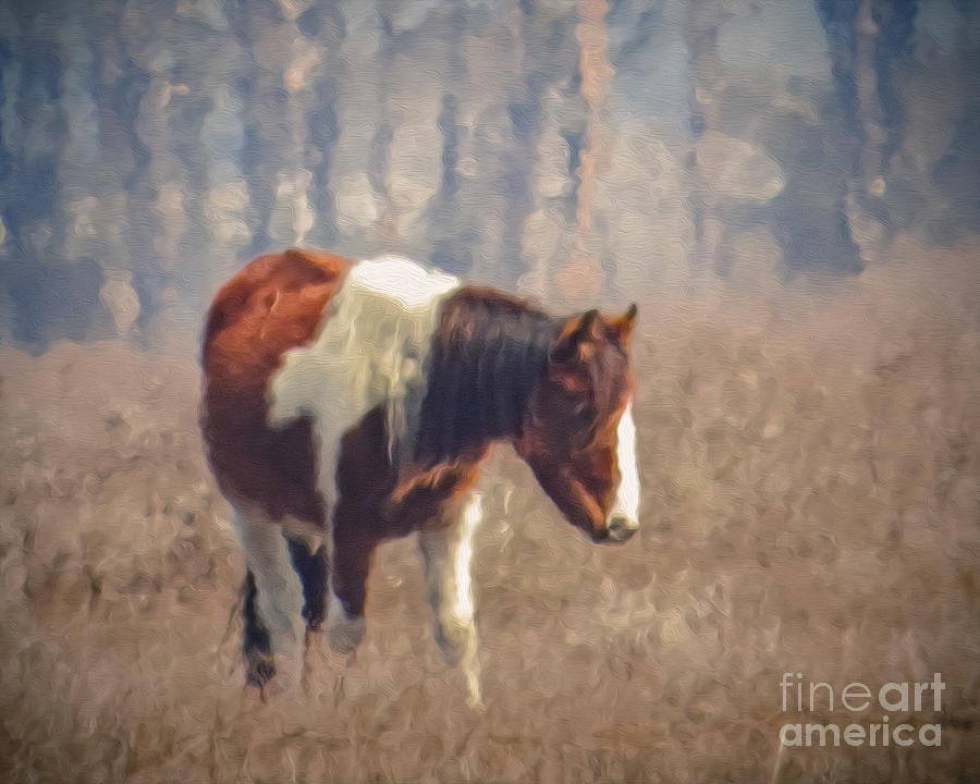 Painted Pony Photograph by Dawn Gari