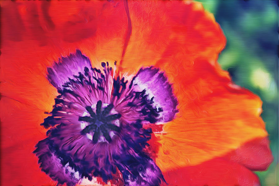 Painted Poppy Photograph
