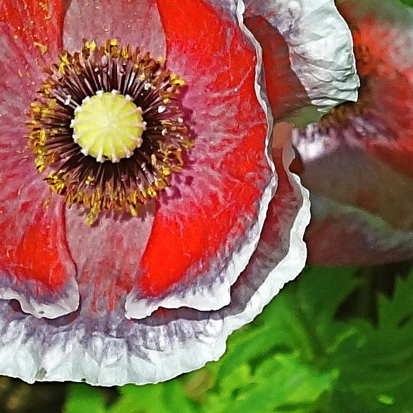 Painted Poppy Photograph by Catherine Arcolio