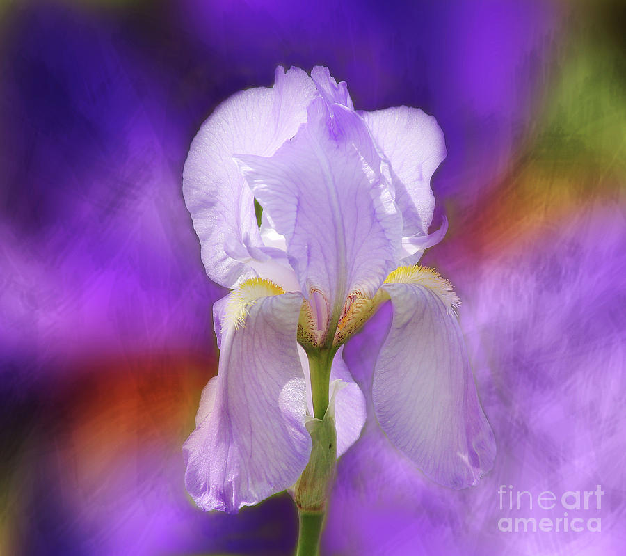 Iris Photograph - Painted Purple Iris by Clare VanderVeen