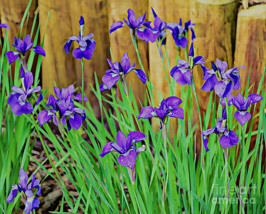 Painted Purple Iris Photograph by Kathy M Krause