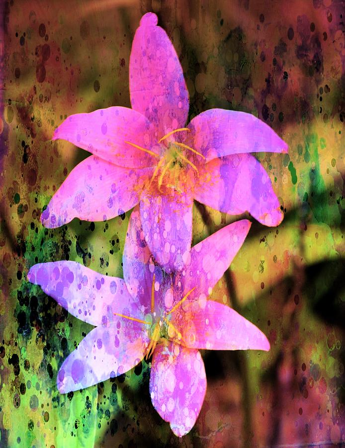 Painted Rain Lilies Photograph by Sheri McLeroy