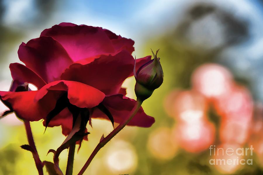Painted Red Rose Photograph by Diana Mary Sharpton