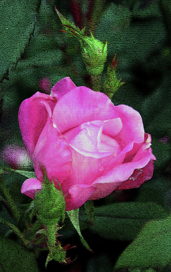 Painted Rose Photograph by Karen Harrison Brown