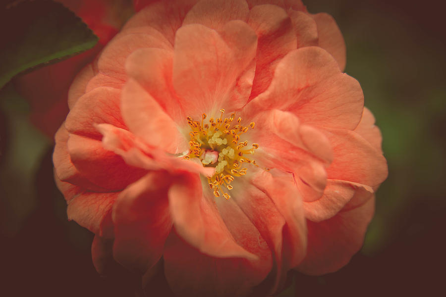 Painted Rose Photograph by Teresa Blanton