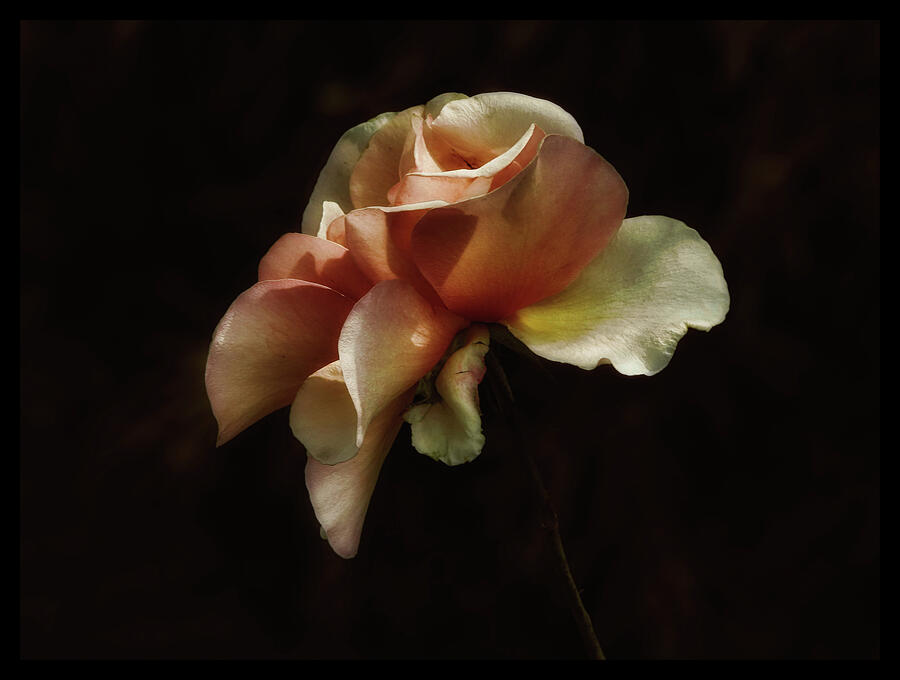 Painted Roses Photograph by Elaine Malott
