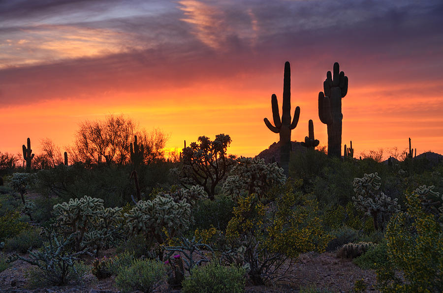 Sunset Photograph - Painted Skies of the Sonoran Desert by Saija Lehtonen