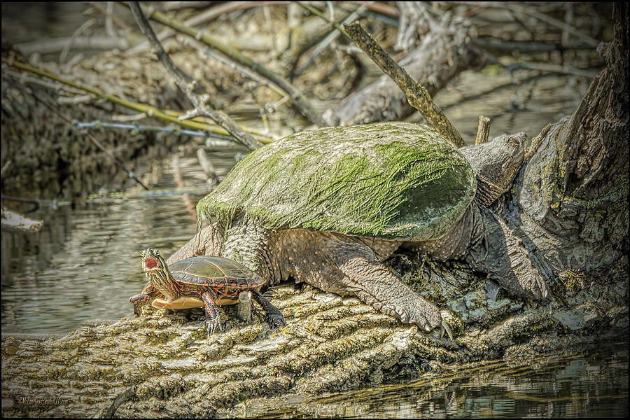 Amphibians Photograph - Painted Snapping Turtle Surprize III  by LeeAnn McLaneGoetz McLaneGoetzStudioLLCcom