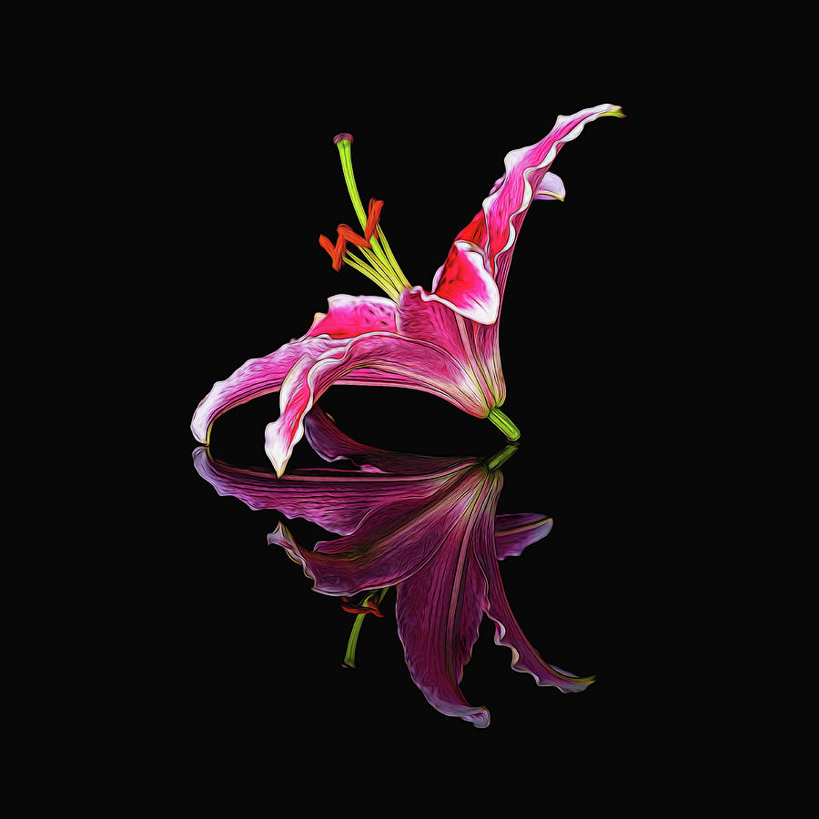 Painted Stargazer Lily Digital Art by Michelle Whitmore