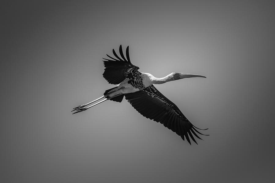 Painted Stork in Flight - BW Photograph by Ramabhadran Thirupattur