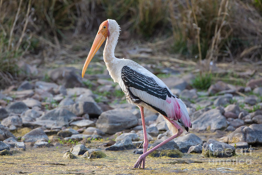 Painted Stork, India Photograph by B. G. Thomson