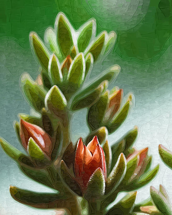 Painted Succulent Plant Photograph by Kathy Clark