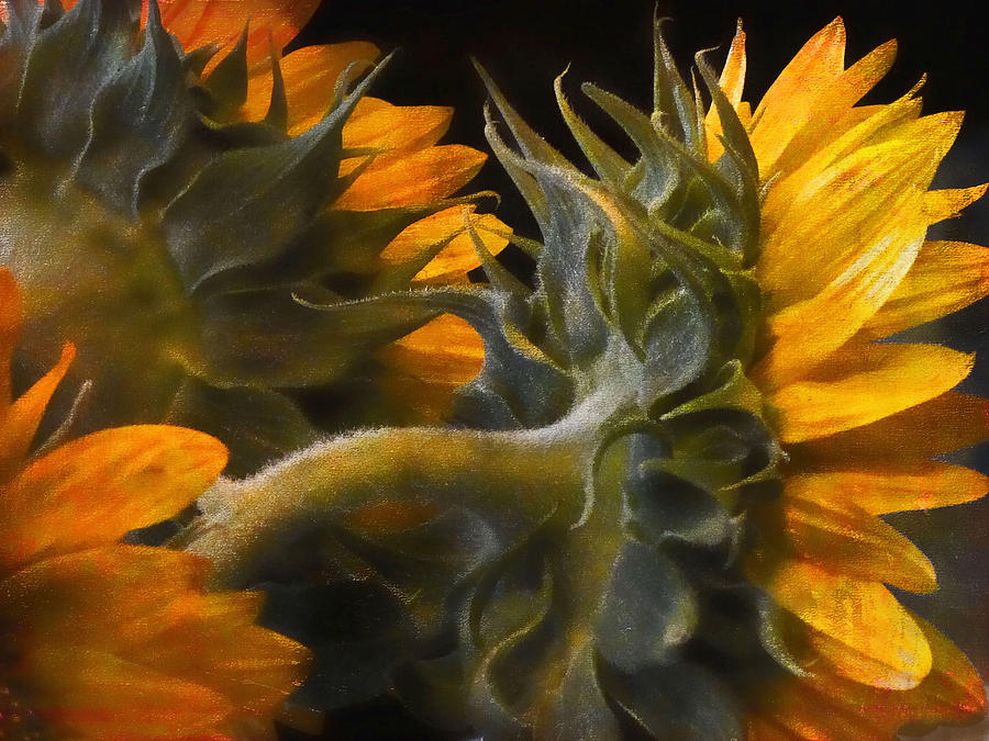 Painted Sun Flowers Photograph by John Rivera