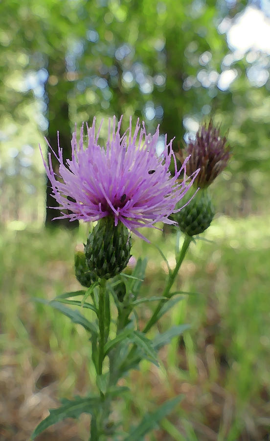 Painted Thistle Photograph by Laurel Powell