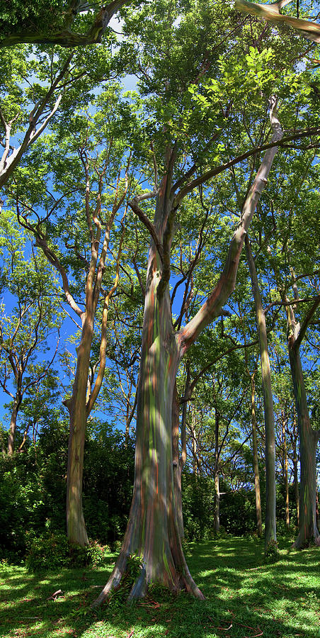 Painted Trees Photograph by James Roemmling