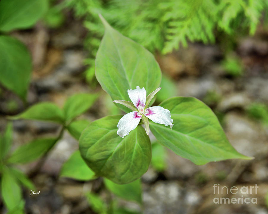 Painted Trillium Photograph by Alana Ranney