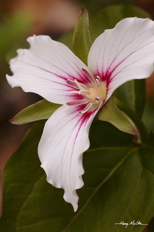 Painted Trillium II Photograph by Harry Moulton