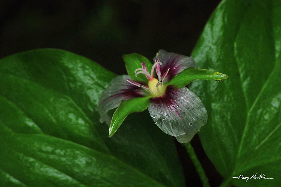 Painted Trillium In The Rain Photograph by Harry Moulton