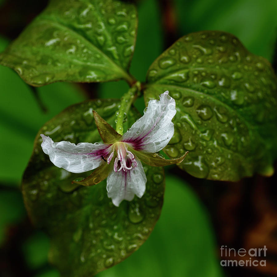 Spring Photograph - Painted Trillium in the Rain by Thomas R Fletcher