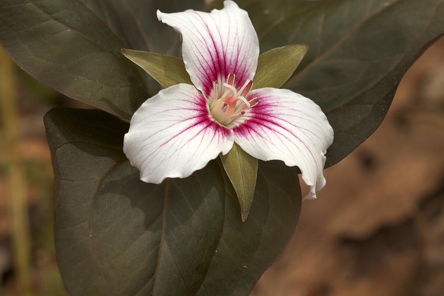 Flower Photograph - Painted Trillium by Jack R Perry