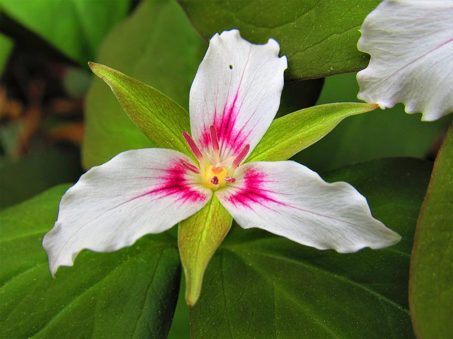 Painted Trillium Photograph by Joshua Bales