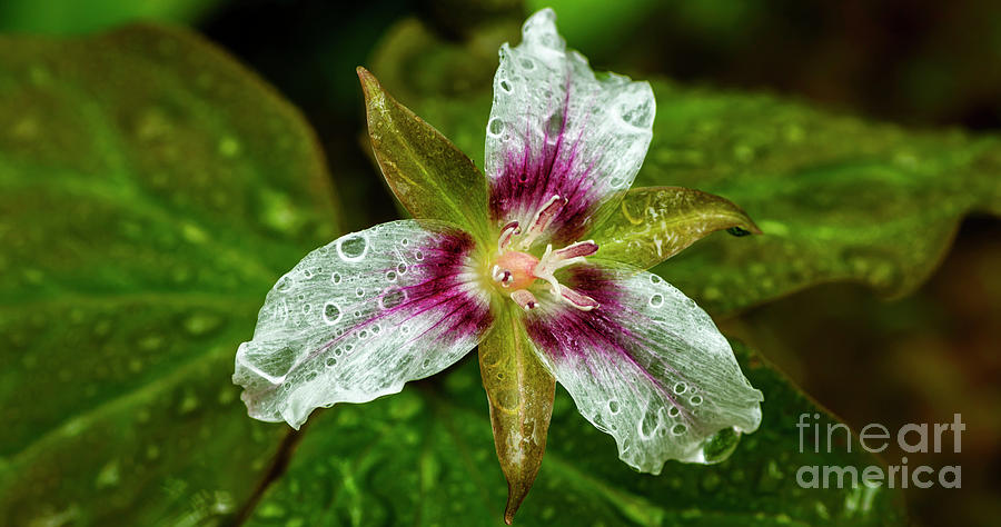 Painted Trillium with Raindrops Photograph by Thomas R Fletcher