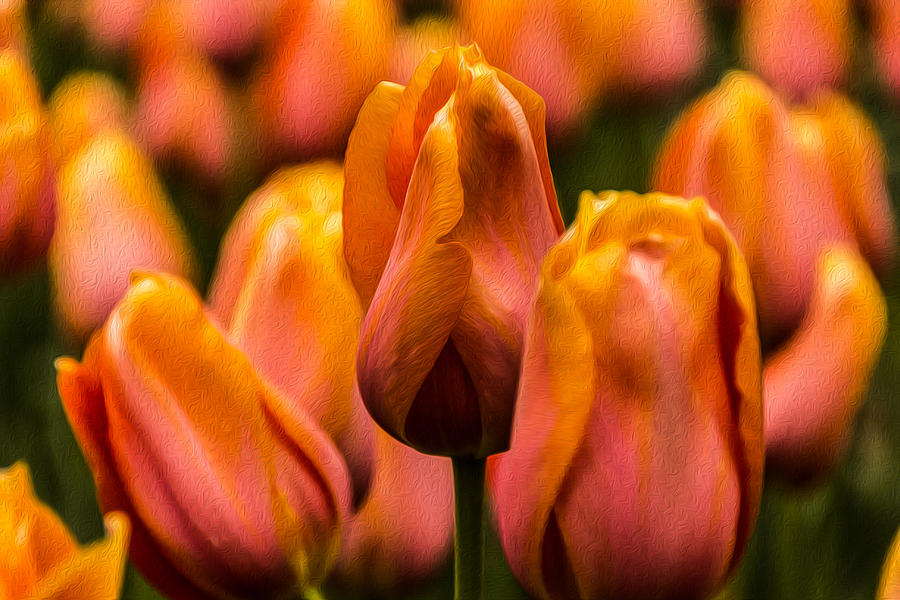 Painted Tulips 2 Photograph by Jay Stockhaus