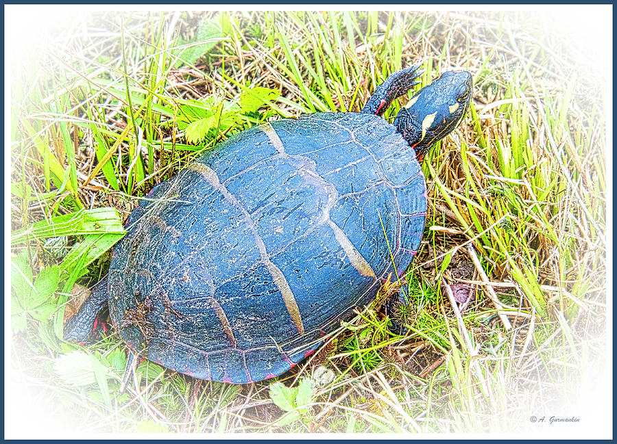 Painted Turtle Photograph by A Macarthur Gurmankin