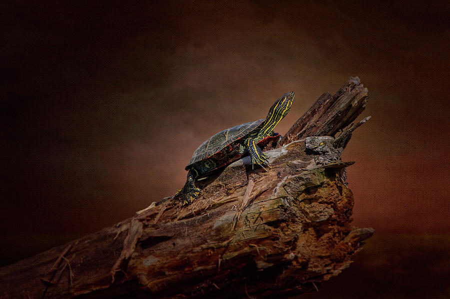 Painted Turtle by Al Mueller Painted Turtle by Al Mueller