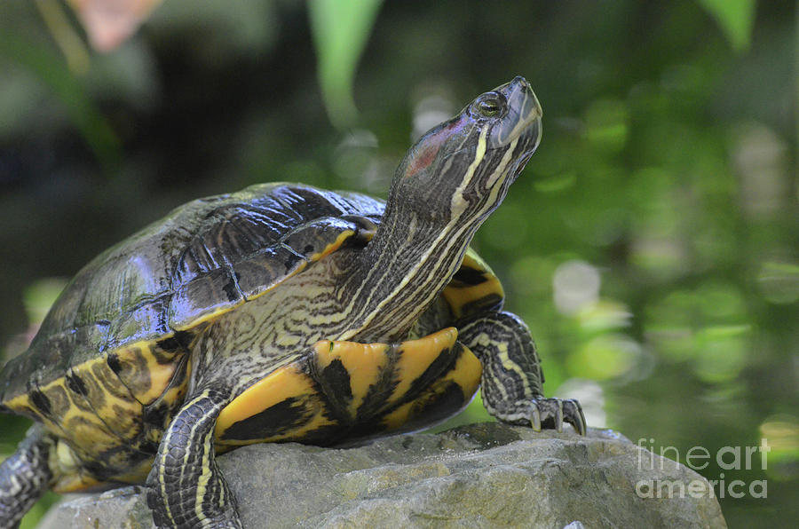 Painted Turtle Balancing on a Rock in the Wild Photograph by DejaVu Designs