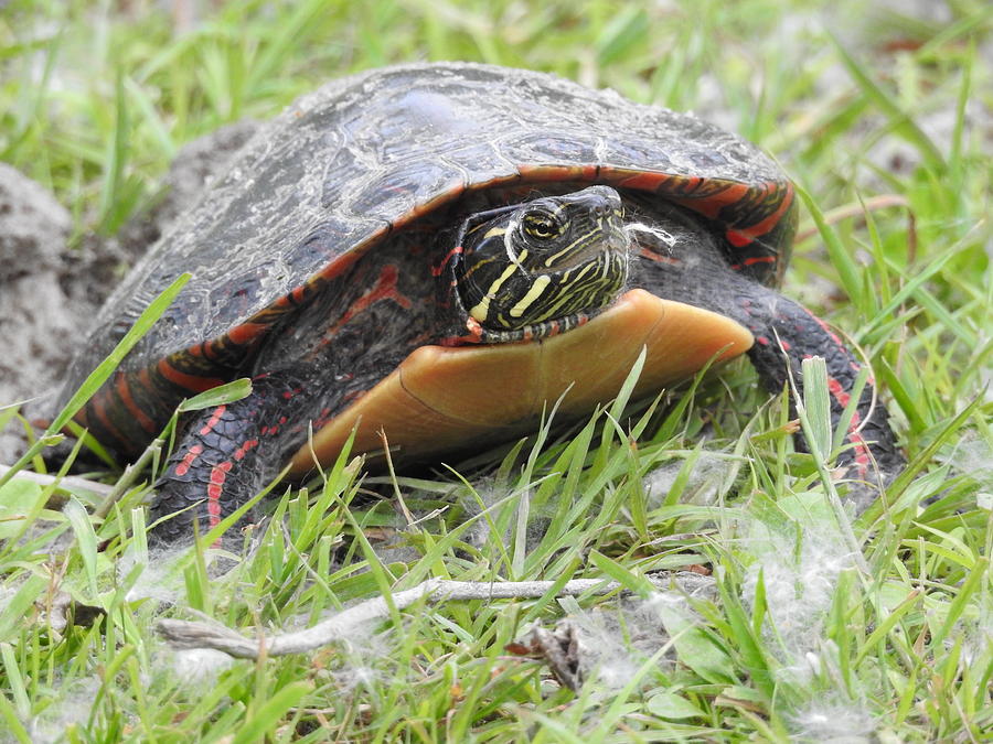 Painted Turtle Photograph by Betty-Anne McDonald