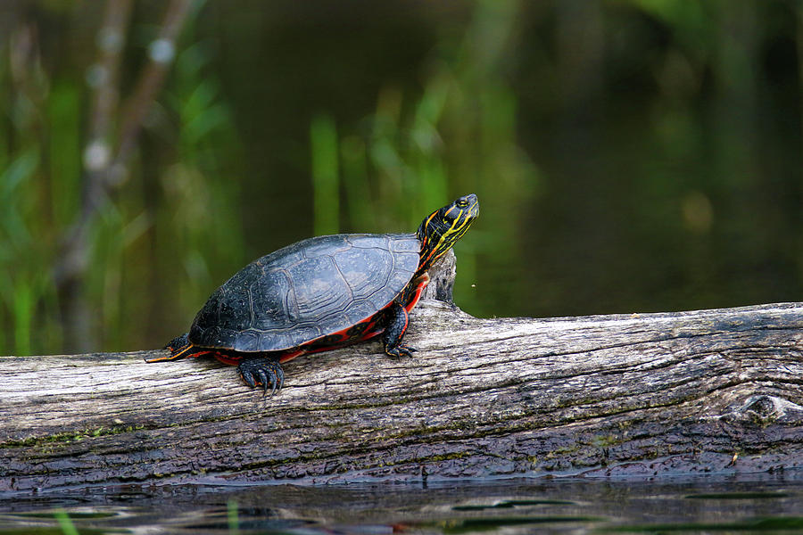Painted Turtle Photograph by Brook Burling