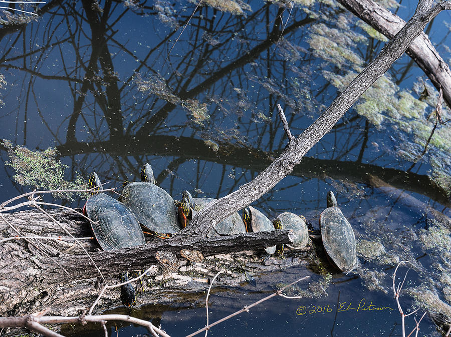 Painted Turtle Dance Line Photograph by Ed Peterson